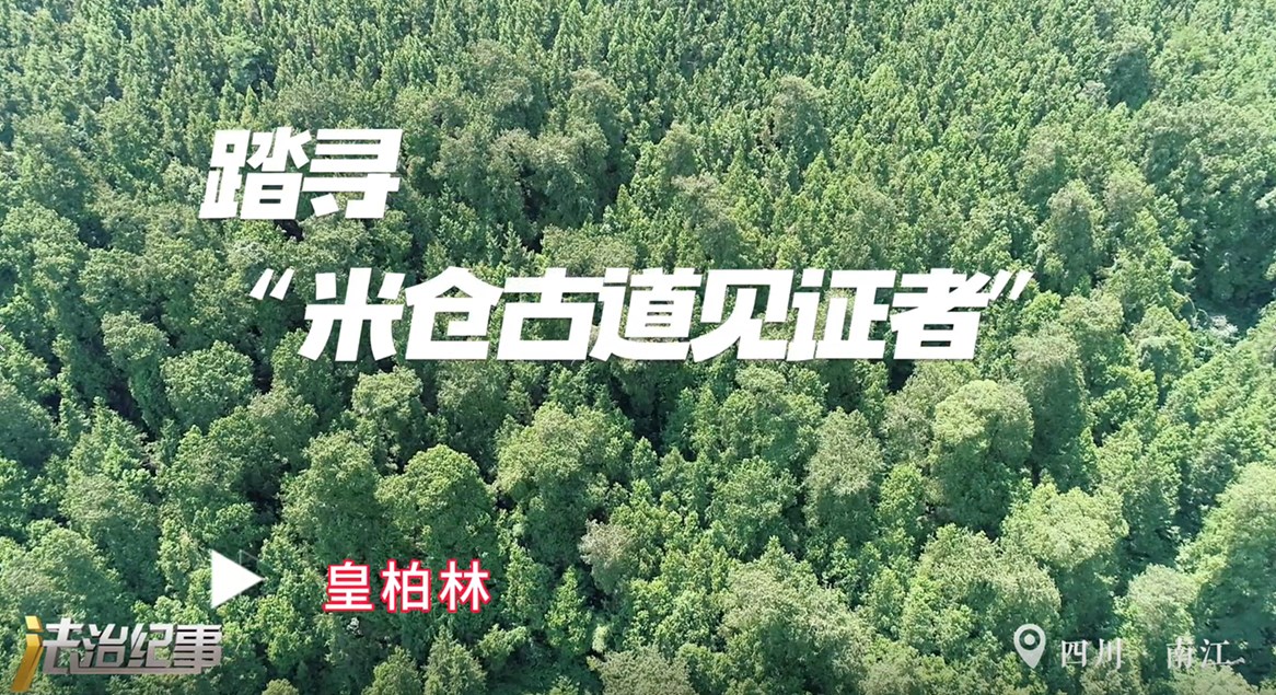 【全国生态日】寻古树、话生态，跟着检察官一起踏寻“米仓古道见证者”皇柏林！