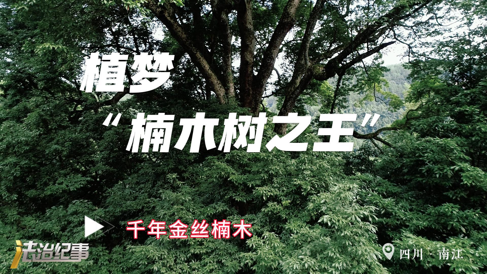 【全国生态日】植梦“楠木树之王”千年金丝楠木