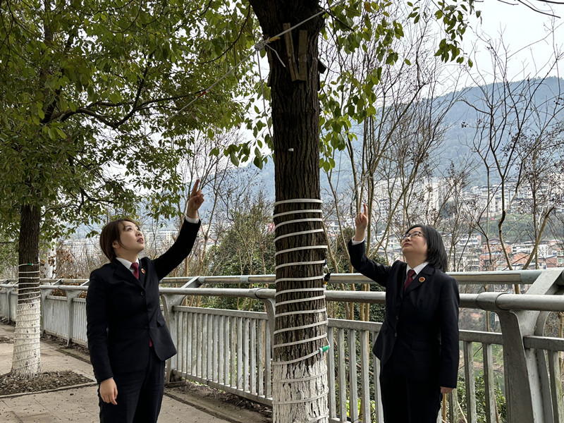 依托“代表建议+检察建议”衔接转化机制  “三步走”消除行道树安全隐患
